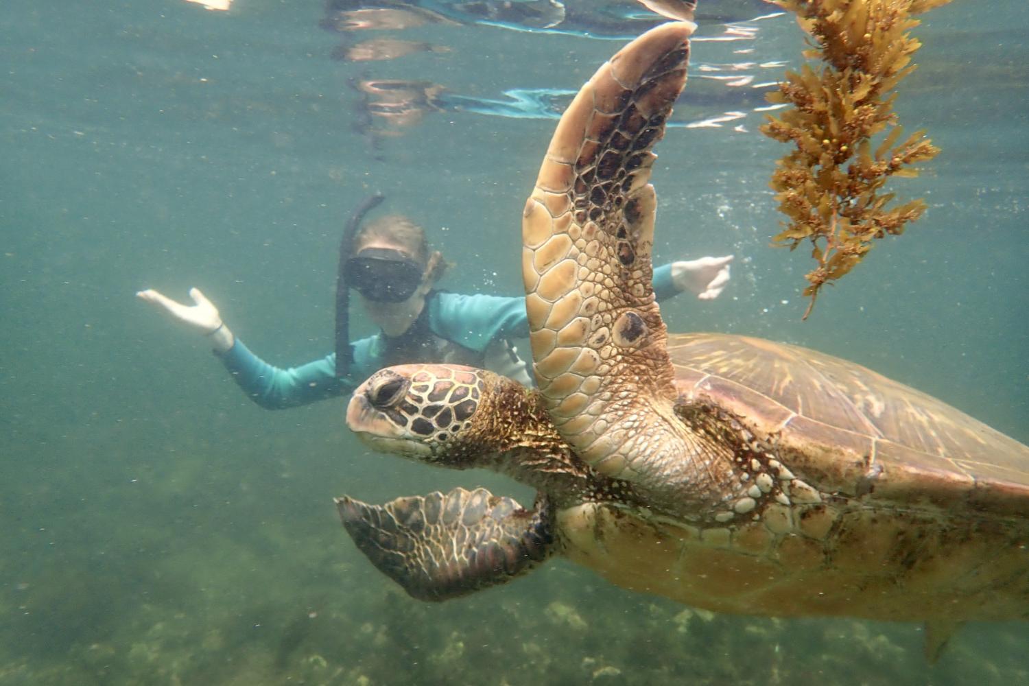 一名<a href='http://mf.tianjingkeji.com'>bv伟德ios下载</a>学生在Galápagos群岛游学途中与一只巨龟游泳.
